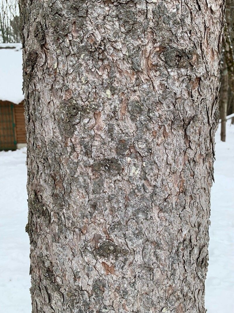 Red spruce (Picea rubens)