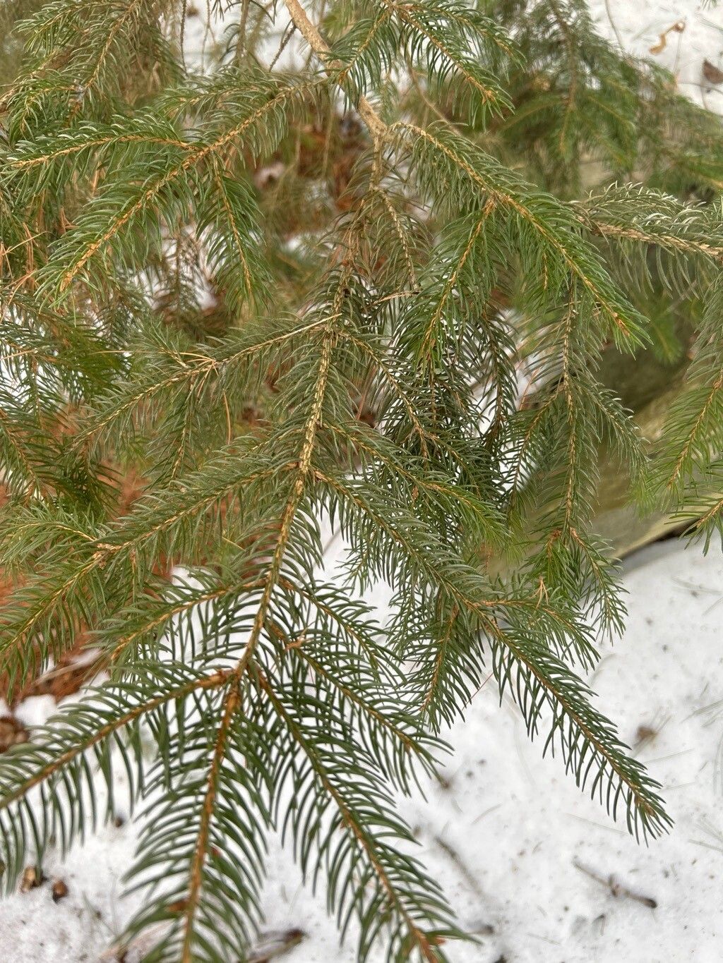 Red spruce (Picea rubens)
