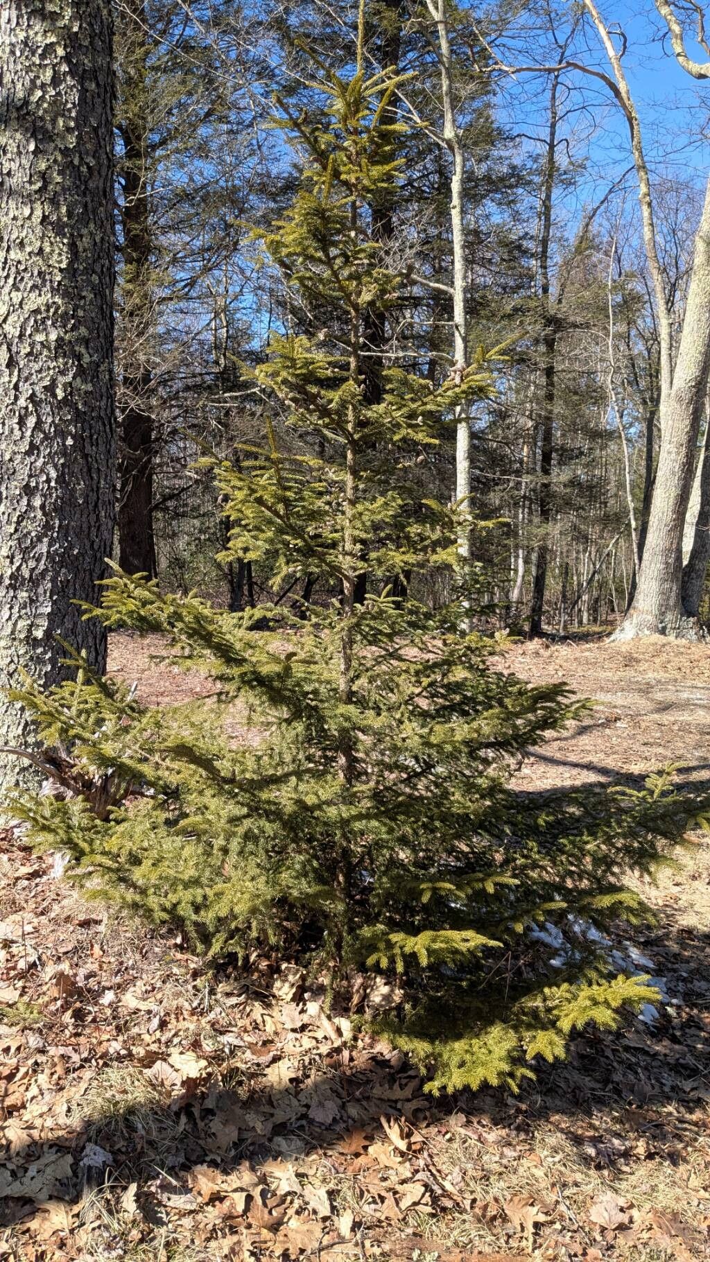 Red spruce (Picea rubens)