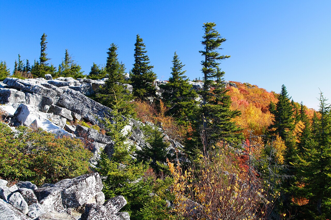 Red spruce: Picea rubens , Bear Rock, West Virginia, USA