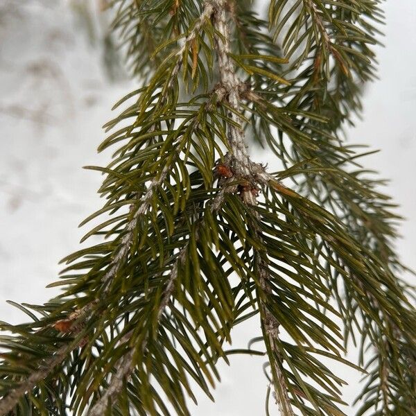 Red spruce (Picea rubens)