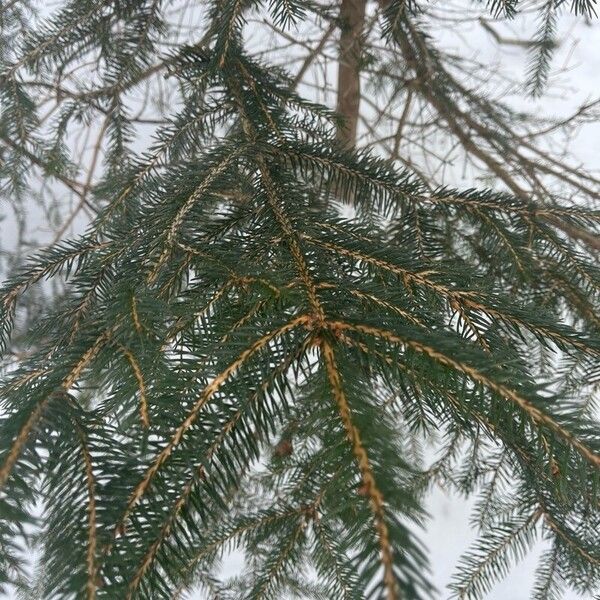 Red spruce (Picea rubens)