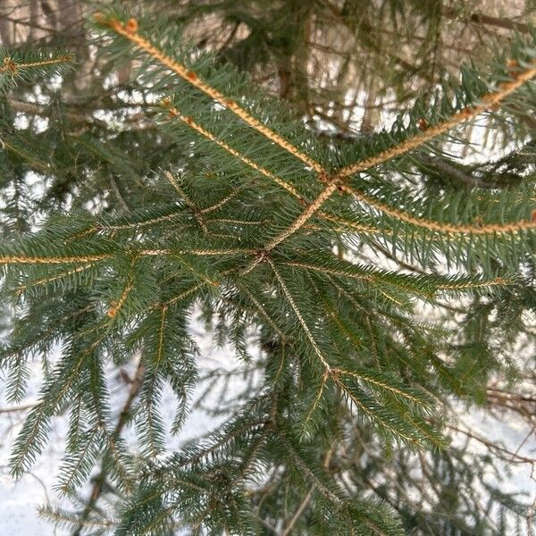 Red spruce (Picea rubens)