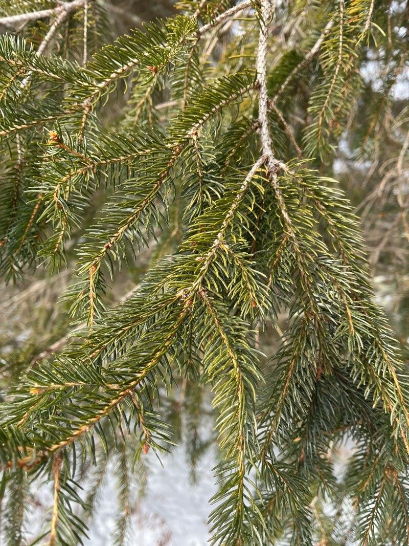Red spruce (Picea rubens)
