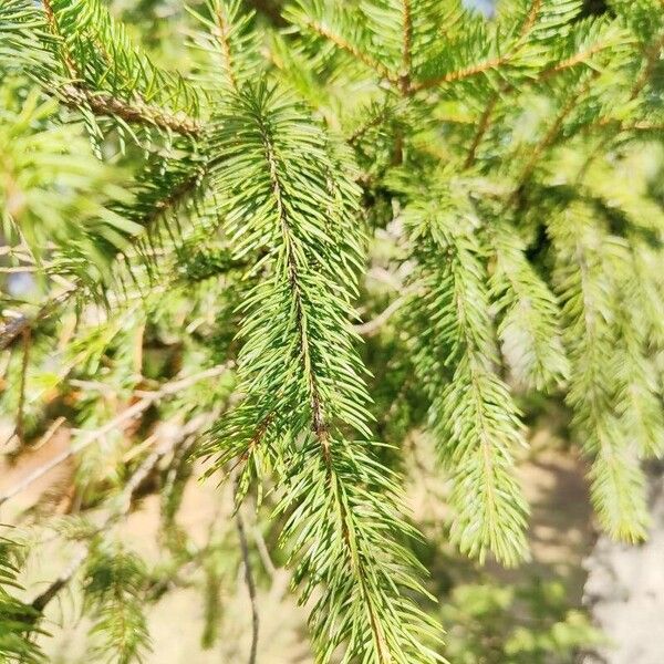 Red spruce (Picea rubens)