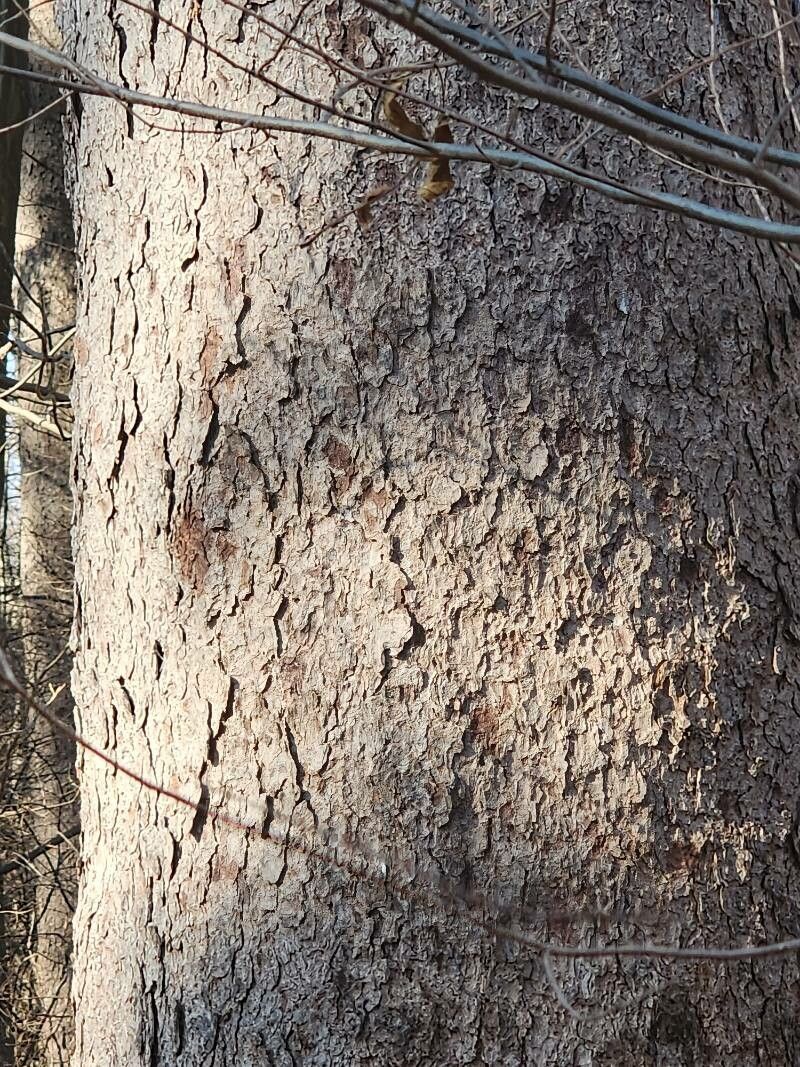 Red spruce (Picea rubens)