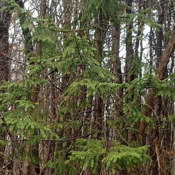 Red spruce (Picea rubens)