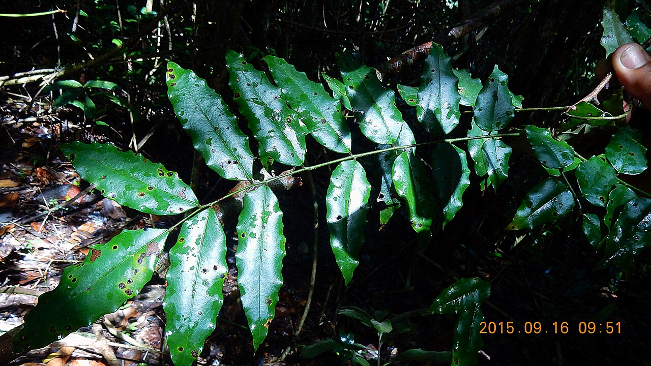 Picramnia glazioviana: Picramnia glazioviana Engl.