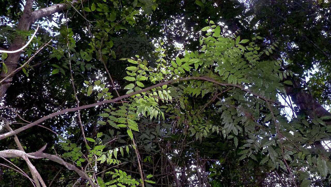 Picramnia glazioviana: Picramnia glazioviana Engl.