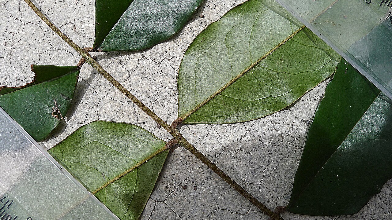 Picramnia glazioviana: Picramnia glazioviana Engl.