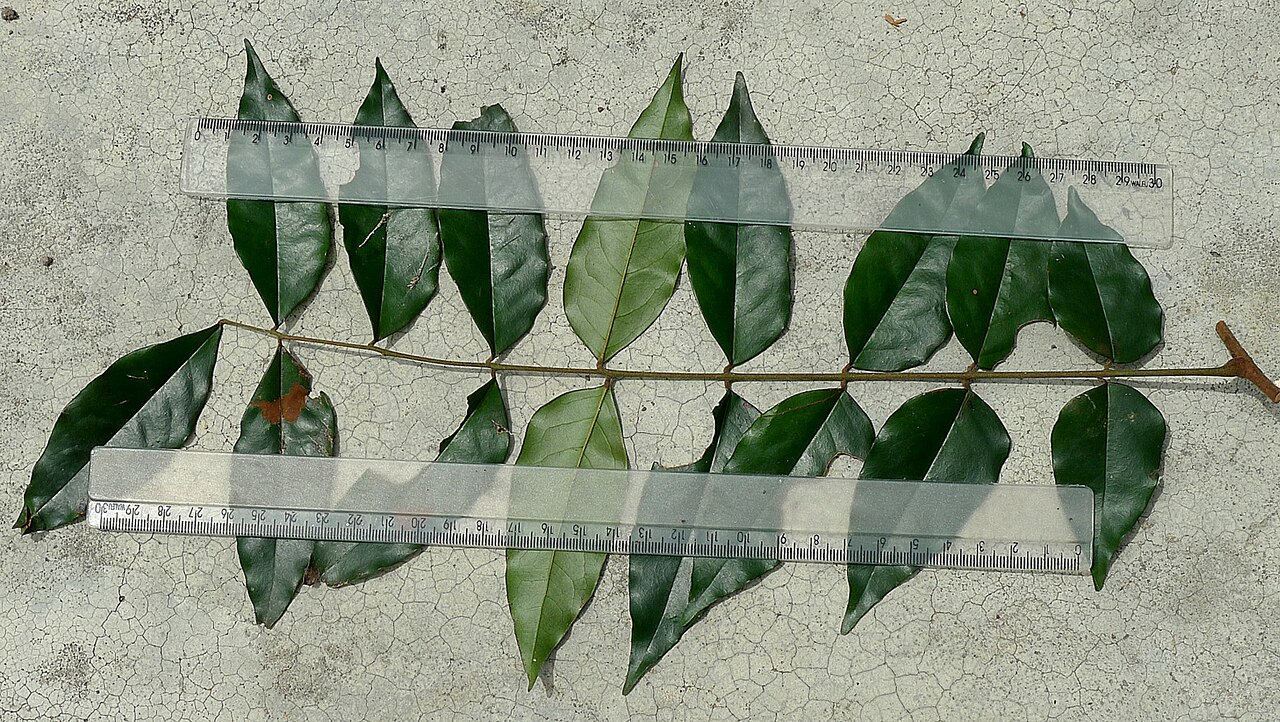 Picramnia glazioviana: Picramnia glazioviana Engl.