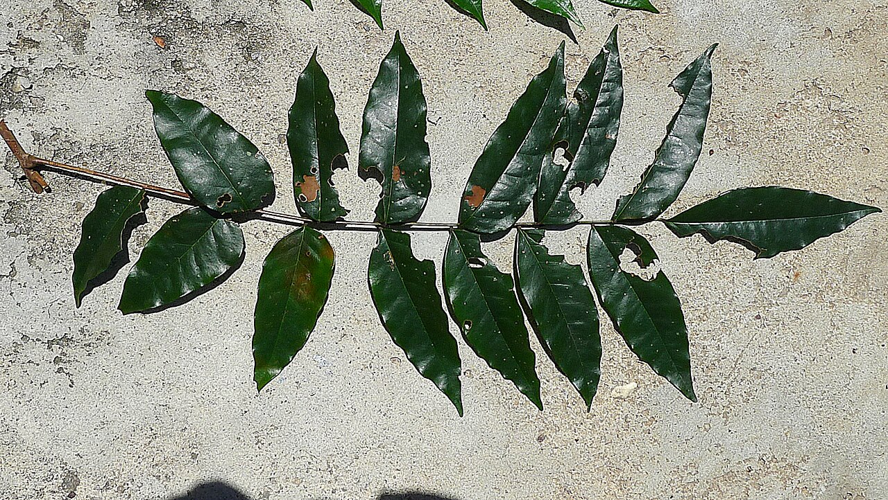 Picramnia glazioviana: Picramnia glazioviana Engl.