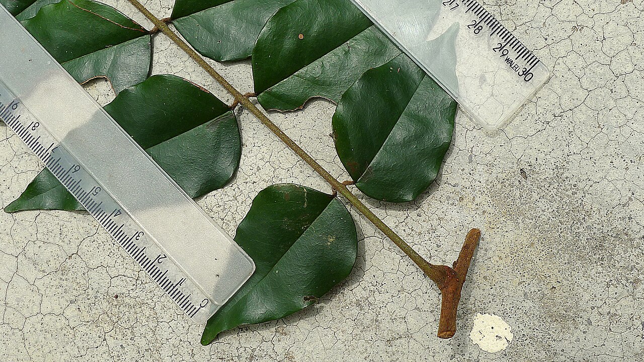 Picramnia glazioviana: Picramnia glazioviana Engl.