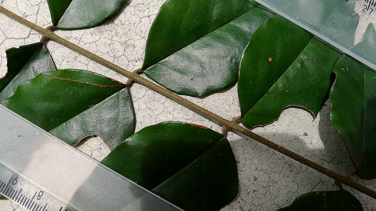 Picramnia glazioviana: Picramnia glazioviana Engl.
