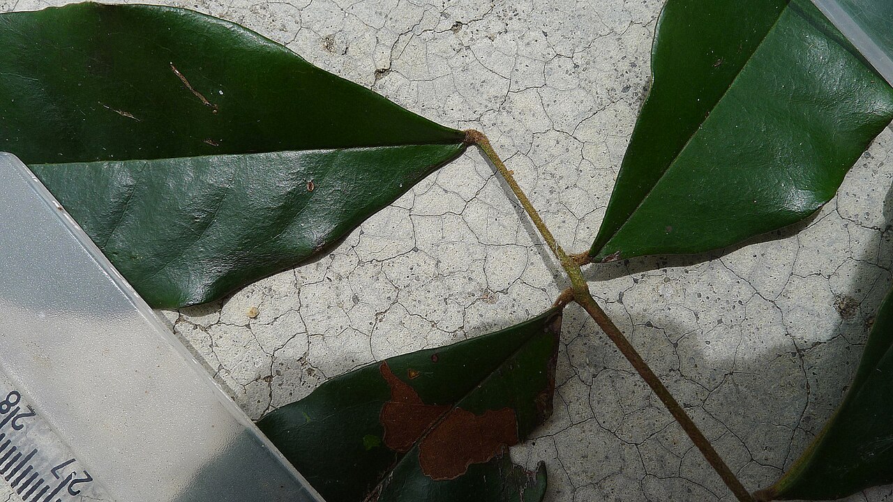 Picramnia glazioviana: Picramnia glazioviana Engl.