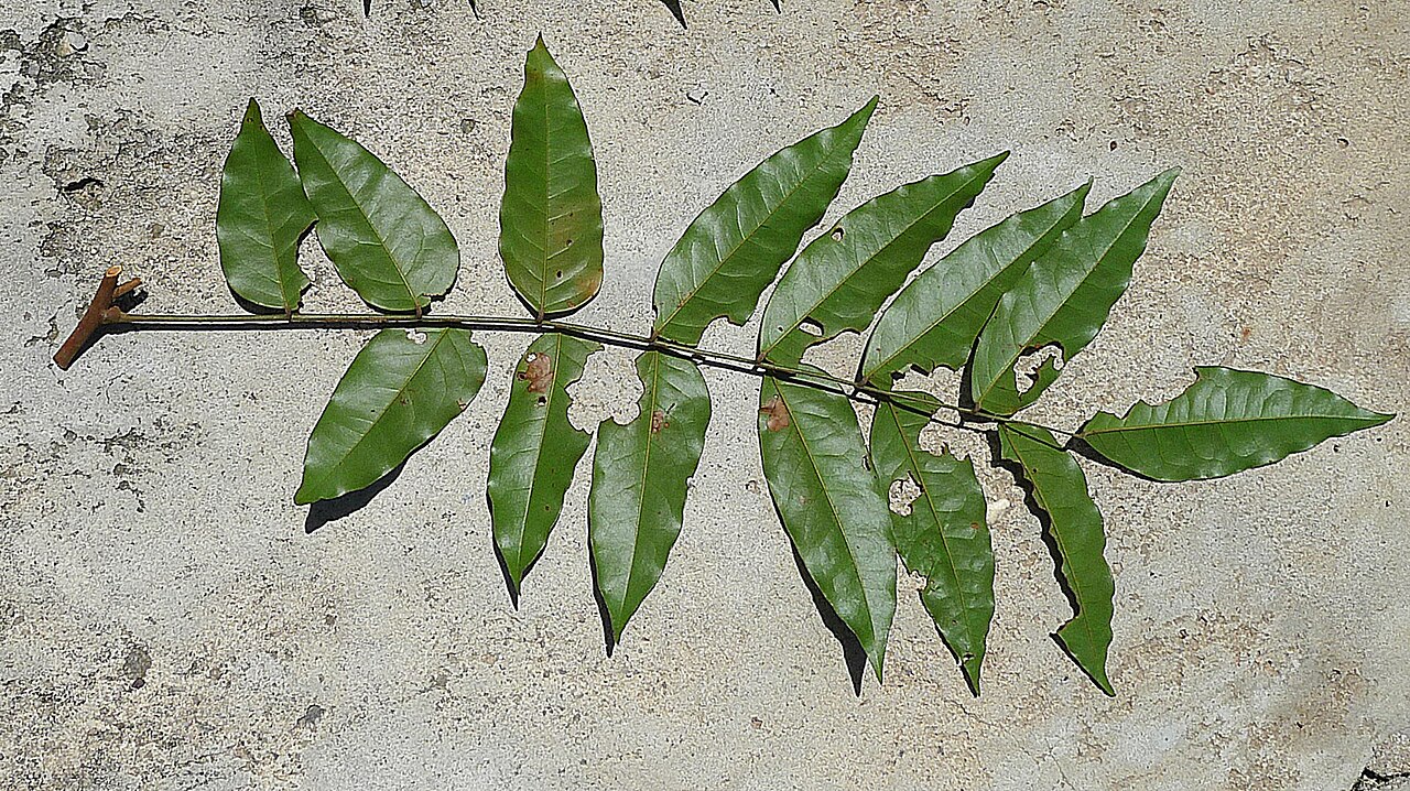 Picramnia glazioviana: Picramnia glazioviana Engl.