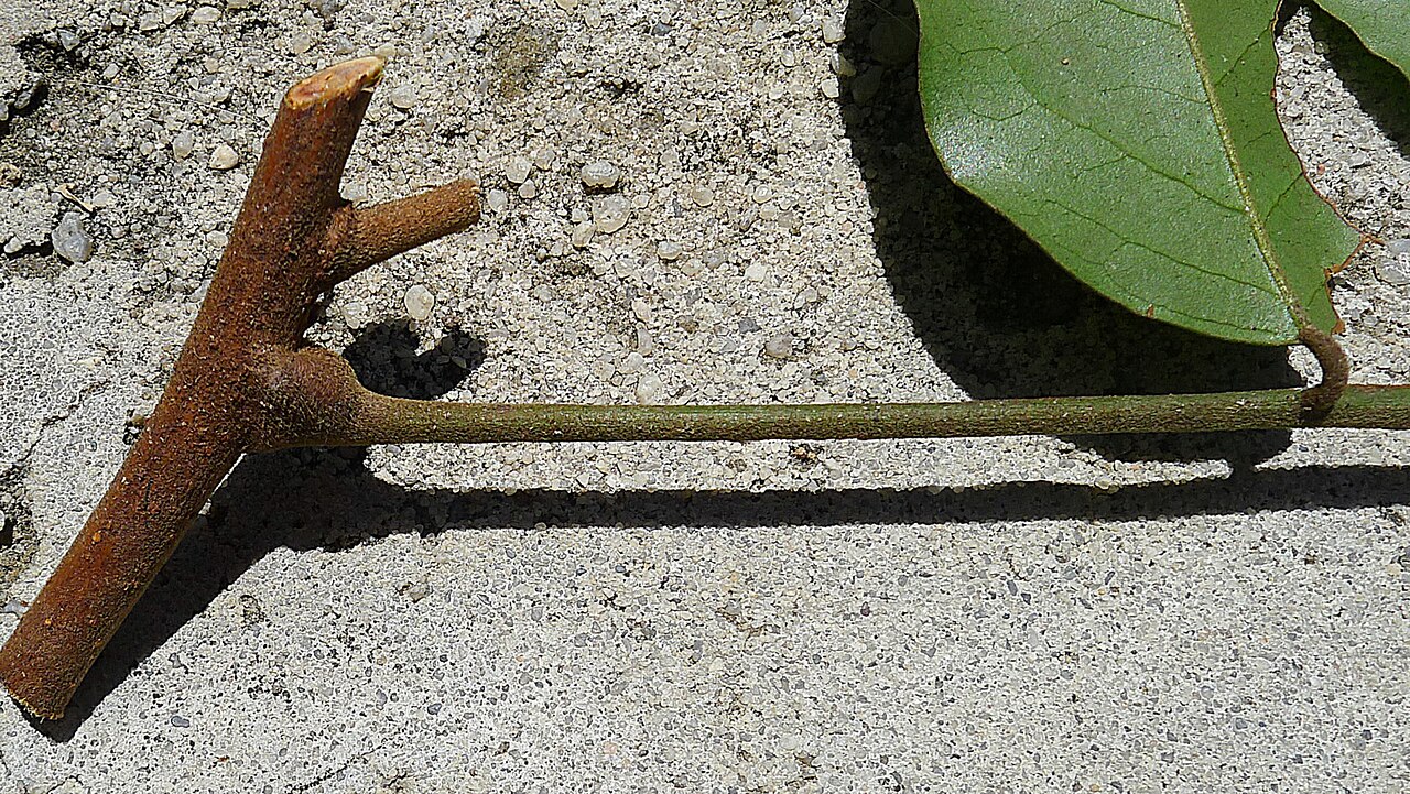 Picramnia glazioviana: Picramnia glazioviana Engl.