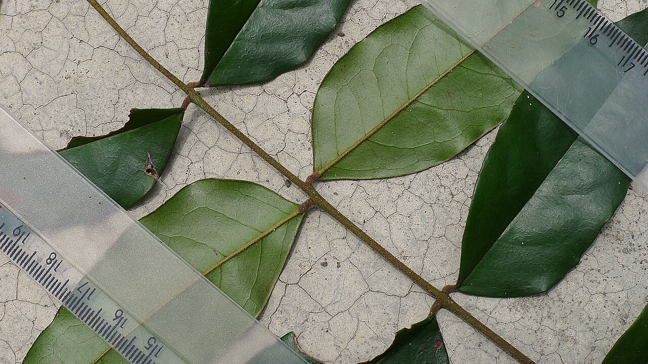 Picramnia glazioviana: Picramnia glazioviana Engl.