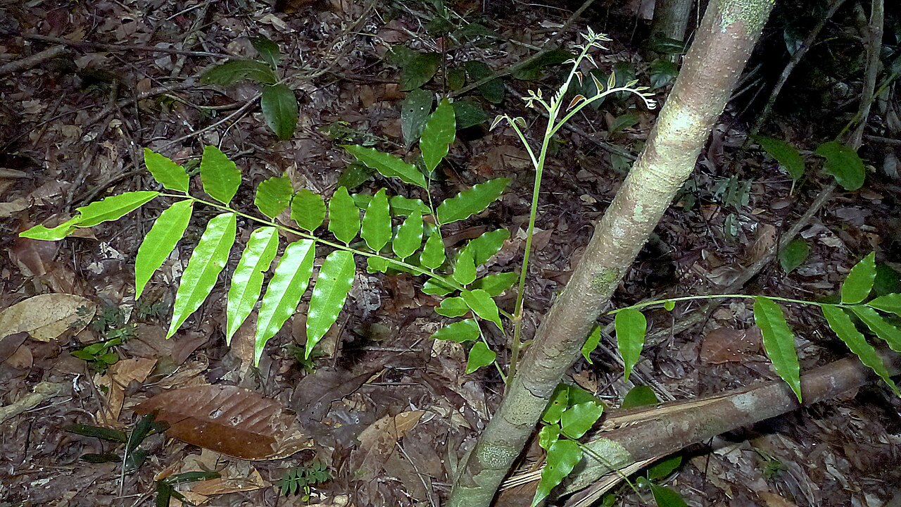 Picramnia glazioviana: Picramnia glazioviana Engl.