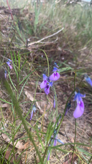 Pigea calycina (Pigea calycina)