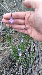 Pigea calycina (Pigea calycina)
