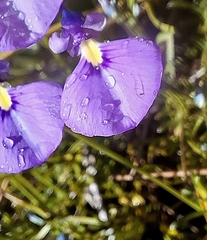 Pigea calycina (Pigea calycina)