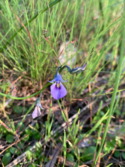 Pigea calycina (Pigea calycina)