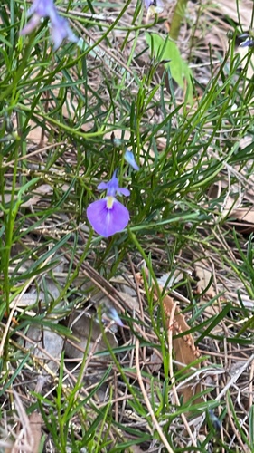 Pigea calycina (Pigea calycina)