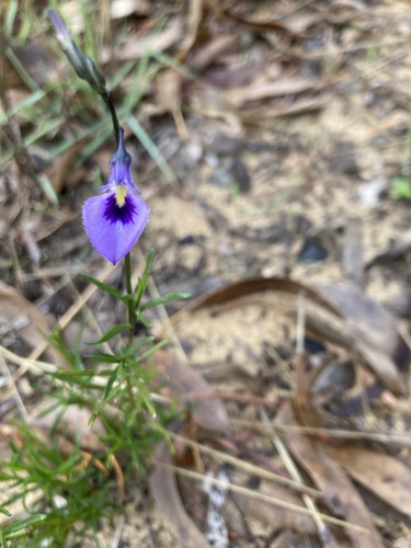 Pigea calycina (Pigea calycina)