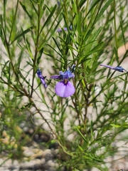 Pigea calycina (Pigea calycina)