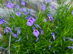 Pigea calycina (Pigea calycina)