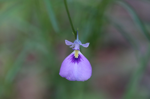Pigea calycina (Pigea calycina)