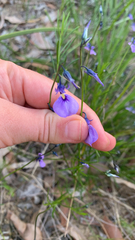 Pigea calycina (Pigea calycina)