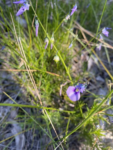 Pigea calycina (Pigea calycina)