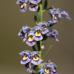 Pigea floribunda (Pigea floribunda)