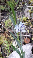 Pigea floribunda (Pigea floribunda)