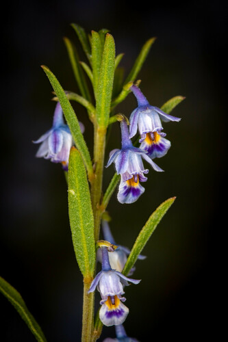 Pigea floribunda (Pigea floribunda)