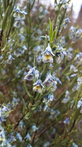 Pigea floribunda (Pigea floribunda)