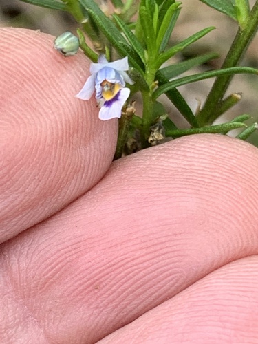 Pigea floribunda (Pigea floribunda)