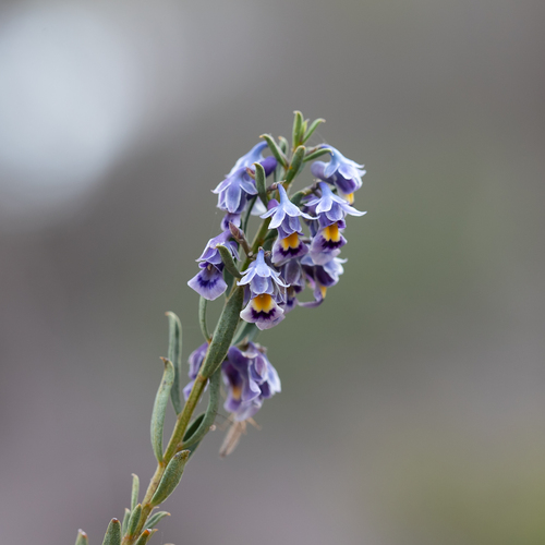 Pigea floribunda (Pigea floribunda)