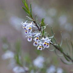 Pigea floribunda (Pigea floribunda)