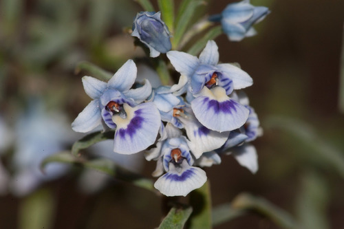 Pigea floribunda (Pigea floribunda)