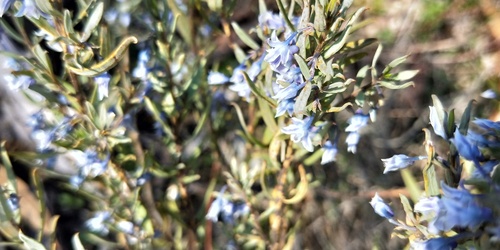 Pigea floribunda (Pigea floribunda)