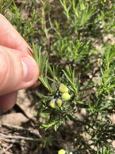 Pigea floribunda (Pigea floribunda)