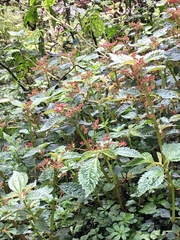 Pilea aquarum (Pilea aquarum)
