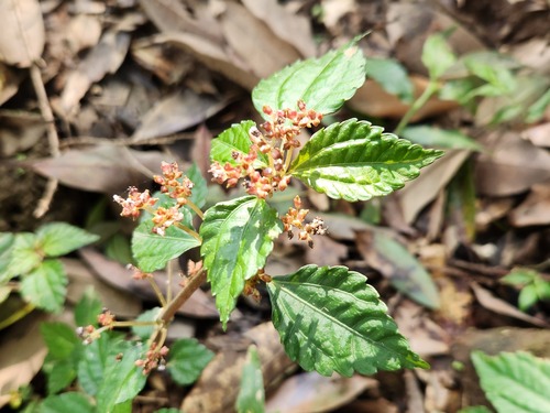 Pilea aquarum (Pilea aquarum)