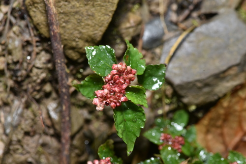 Pilea aquarum (Pilea aquarum)