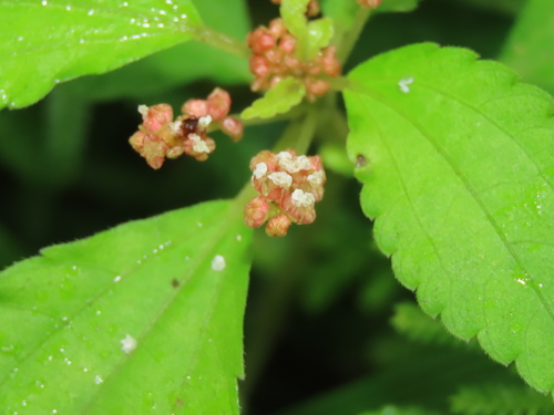 Pilea aquarum (Pilea aquarum)