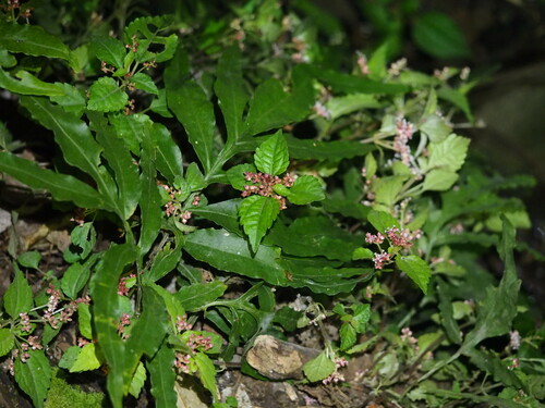 Pilea aquarum (Pilea aquarum)