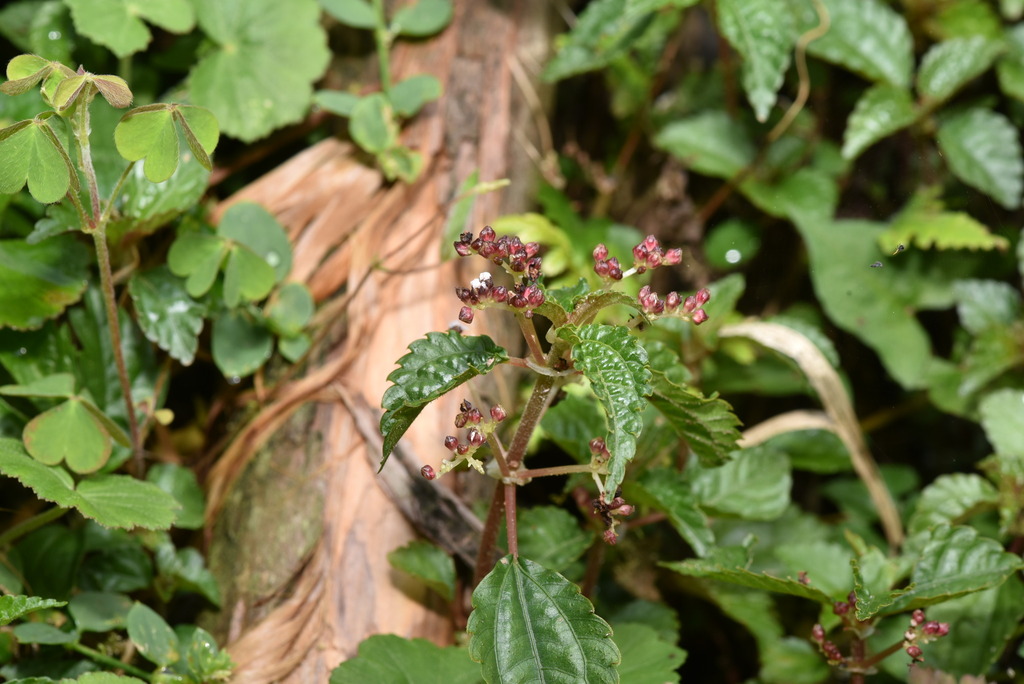Pilea aquarum (Pilea aquarum)